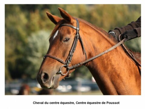 Podcasts des courses hippiques : en partenariat avec RTL