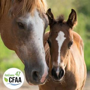 CAP Métiers de l'agriculture - ELEVAGE EQUIN